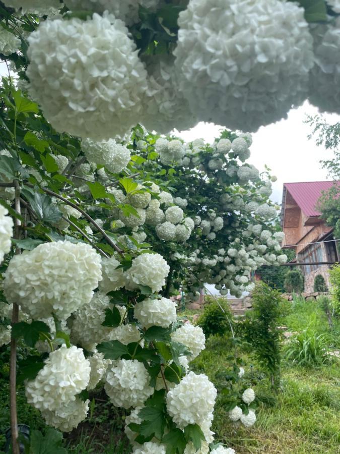 Гостевой Дом Chimgan Apple Garden Exterior photo